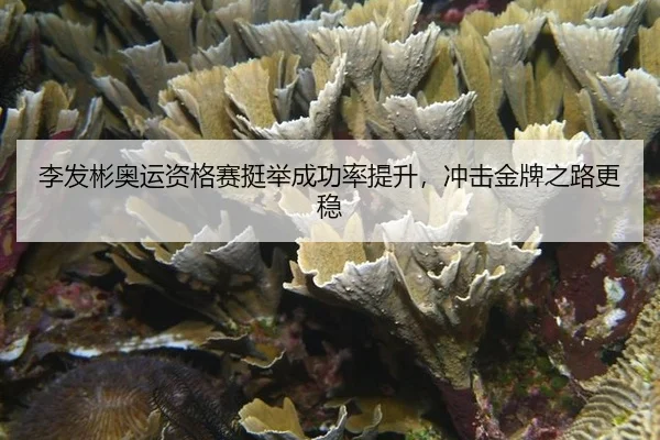 李发彬奥运资格赛挺举成功率提升，冲击金牌之路更稳